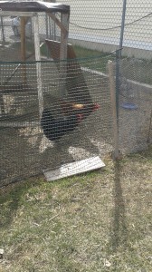 backyard chickens