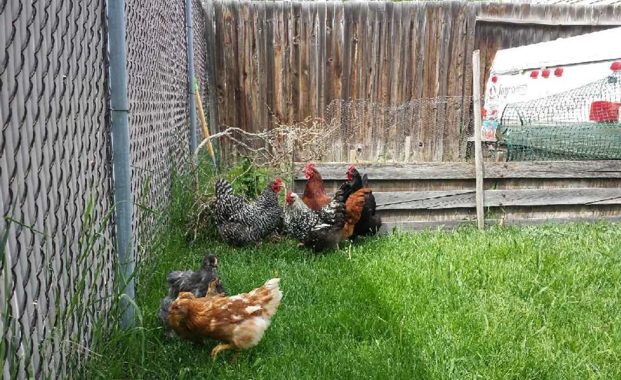 backyard chickens, integrating chickens