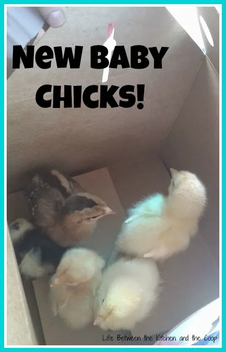 Baby Chicks, urban chickens, backyard chickens, chickens