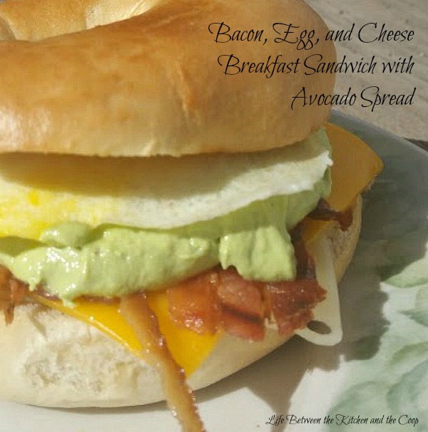 Bacon egg cheese sandwich with avocado spread