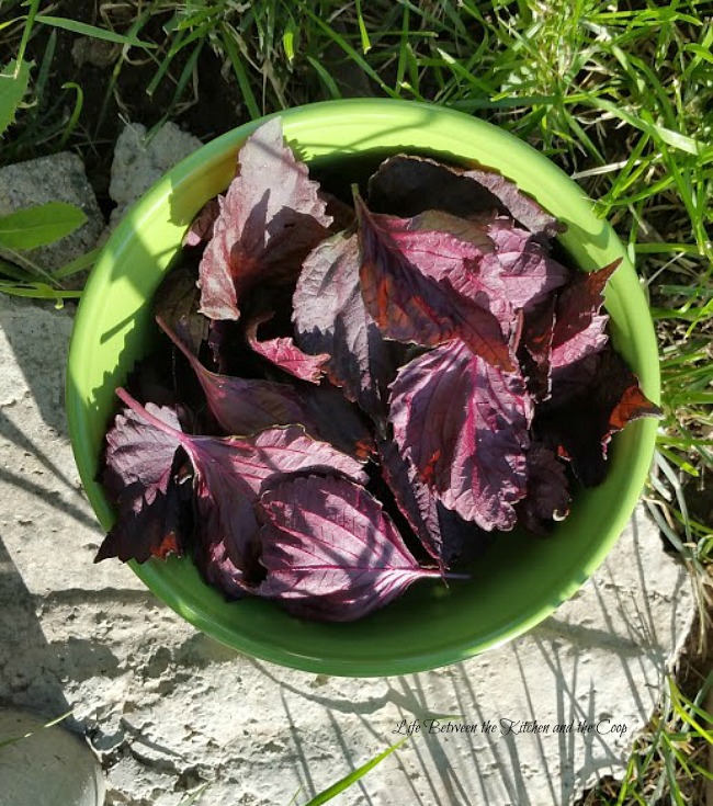 harvest red shiso japanese basil