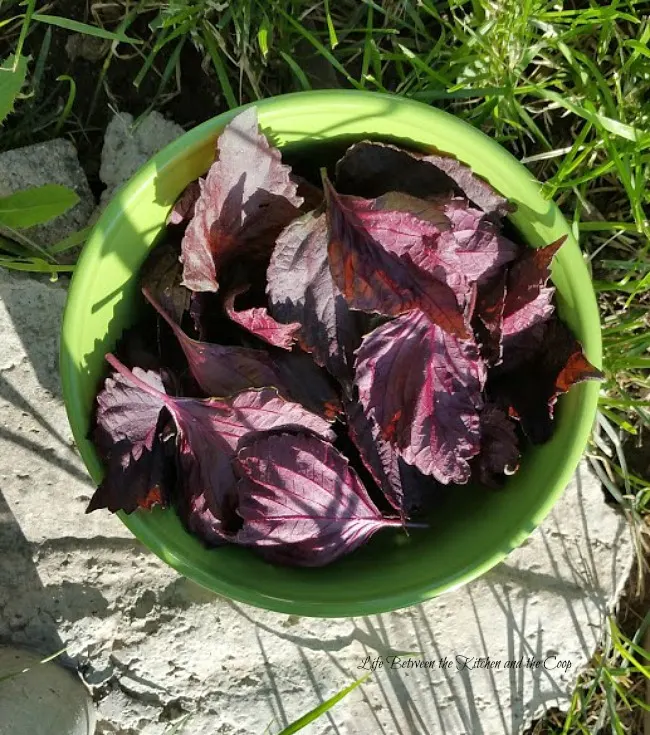 harvest red shiso japanese basil