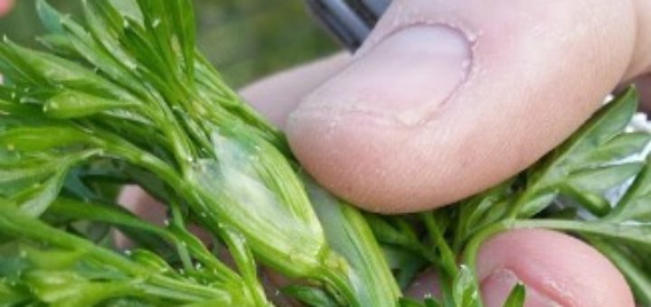 harvesting cilantro