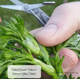 harvesting cilantro