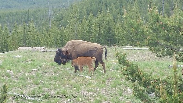 Yellowstone National Park 