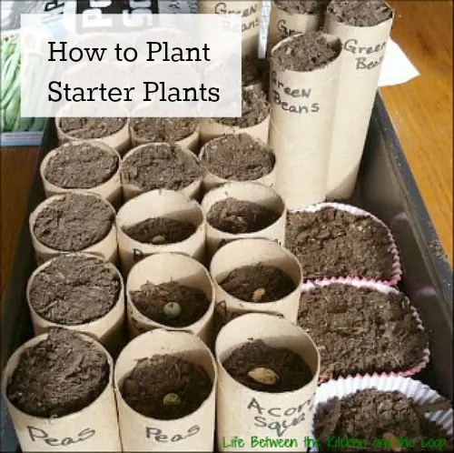 How to Plant Starter Plants for Your Garden