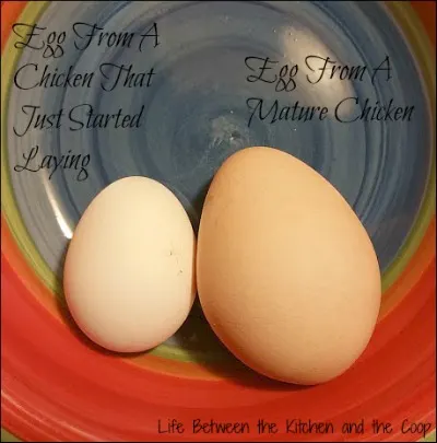 backyard chickens, organic eggs