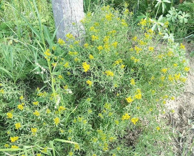 Gooseberry Reservoir flowers