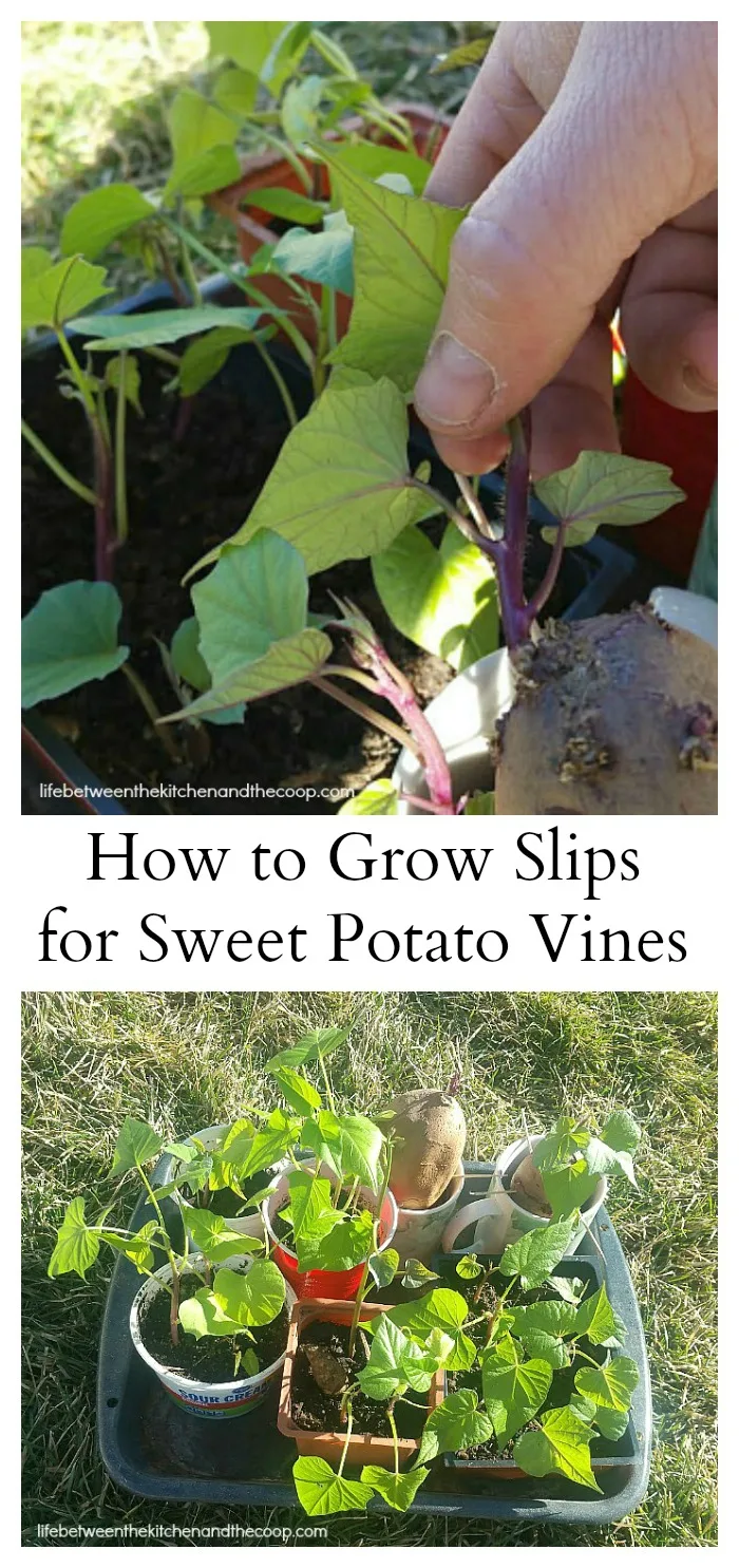 Sweet Potato Vines