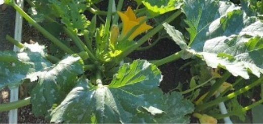 reduce time weeding garden