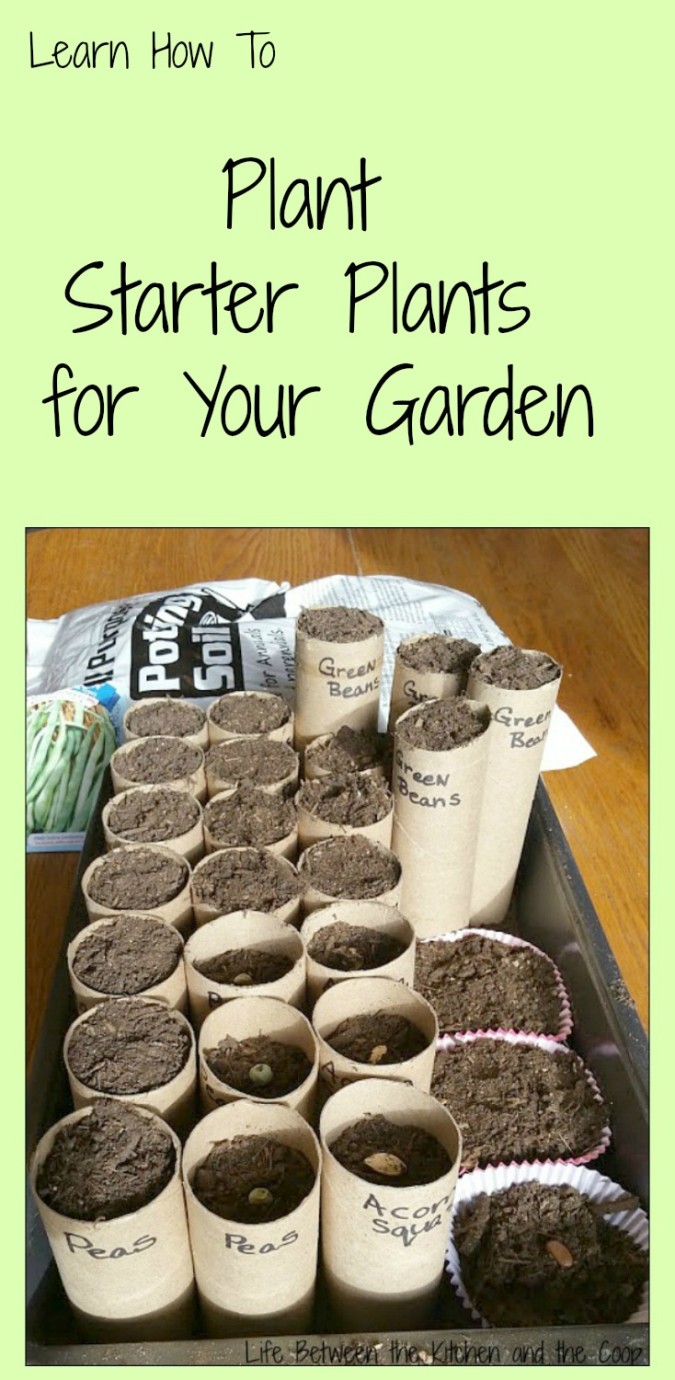 How to Plant Starter Plants for Your Garden