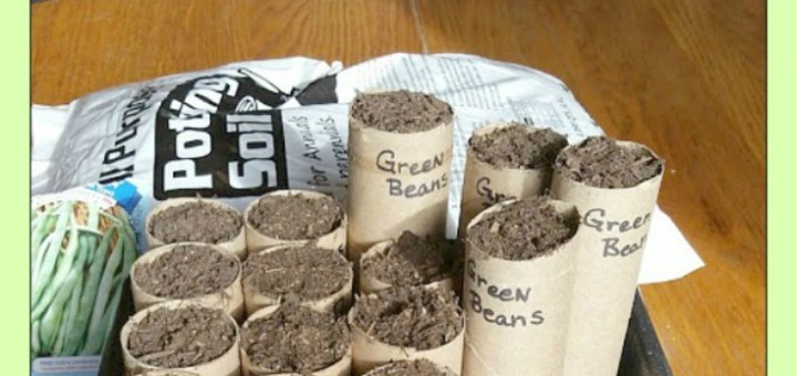 starter plants