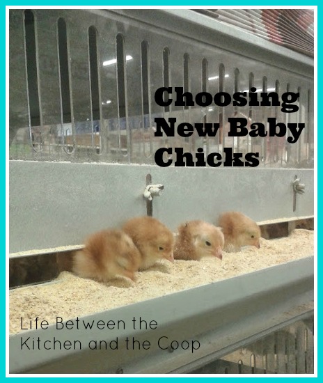 baby chicks, urban chickens, backyard chickens