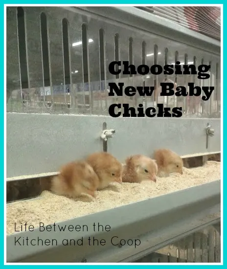 baby chicks, urban chickens, backyard chickens