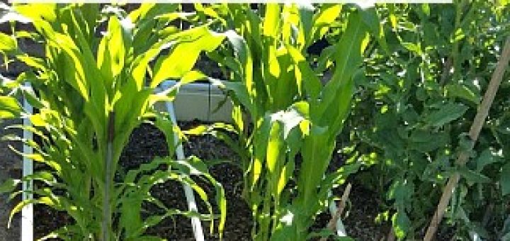 Vegetable Garden
