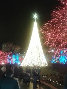 WM Christmas Tree and lights Temple Square