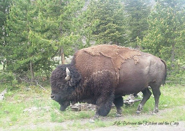 Yellowstone National Park