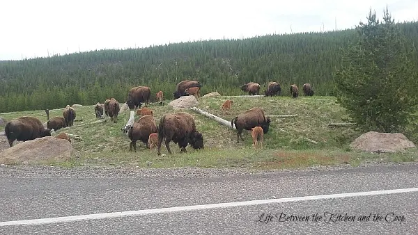 Yellowstone National Park