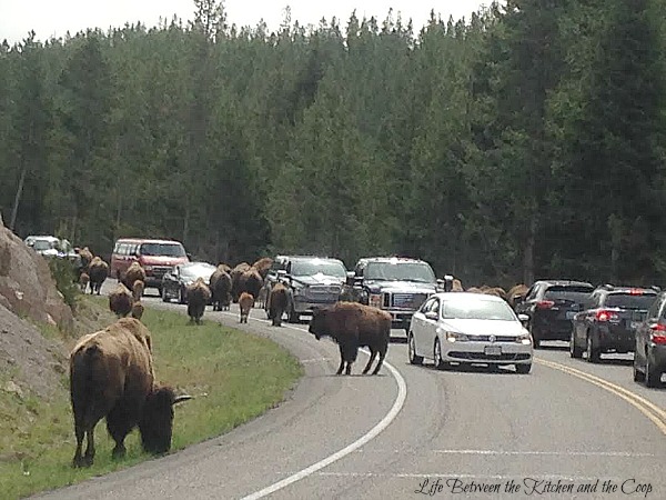 Yellowstone National Park