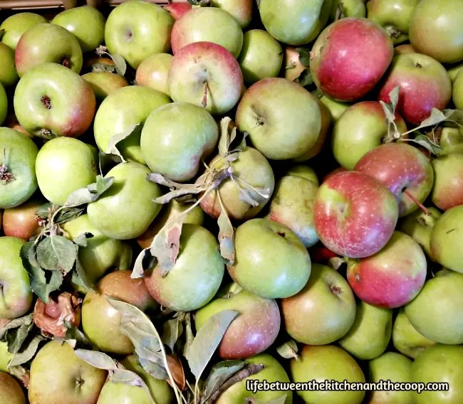 homemade applesauce