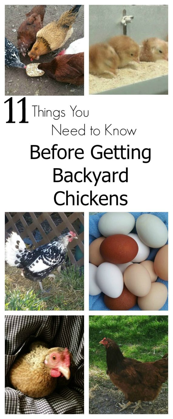 before you get backyard chickens