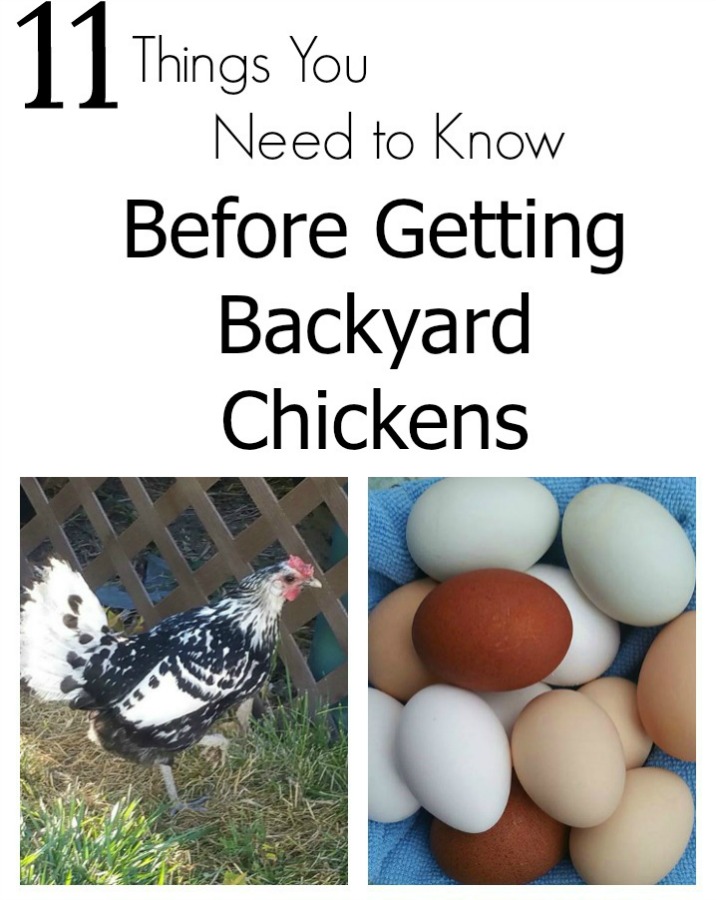 backyard chickens