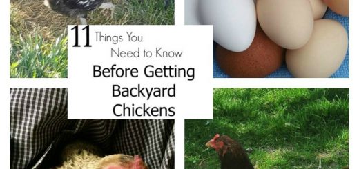 backyard chickens