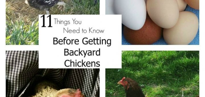 backyard chickens