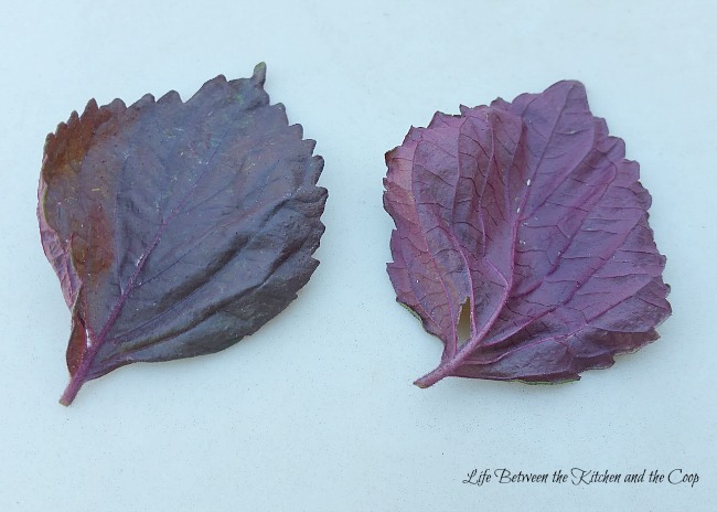 shiso leaf