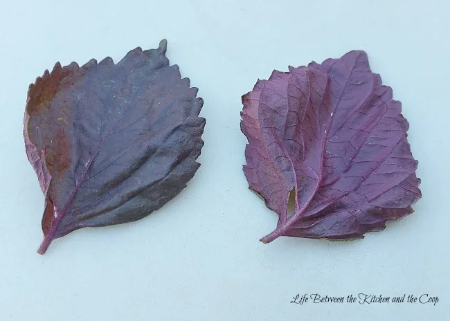 shiso leaf