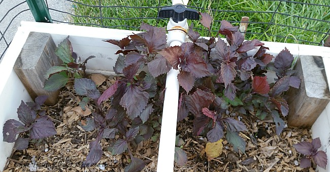 harvest red shiso japanese basil