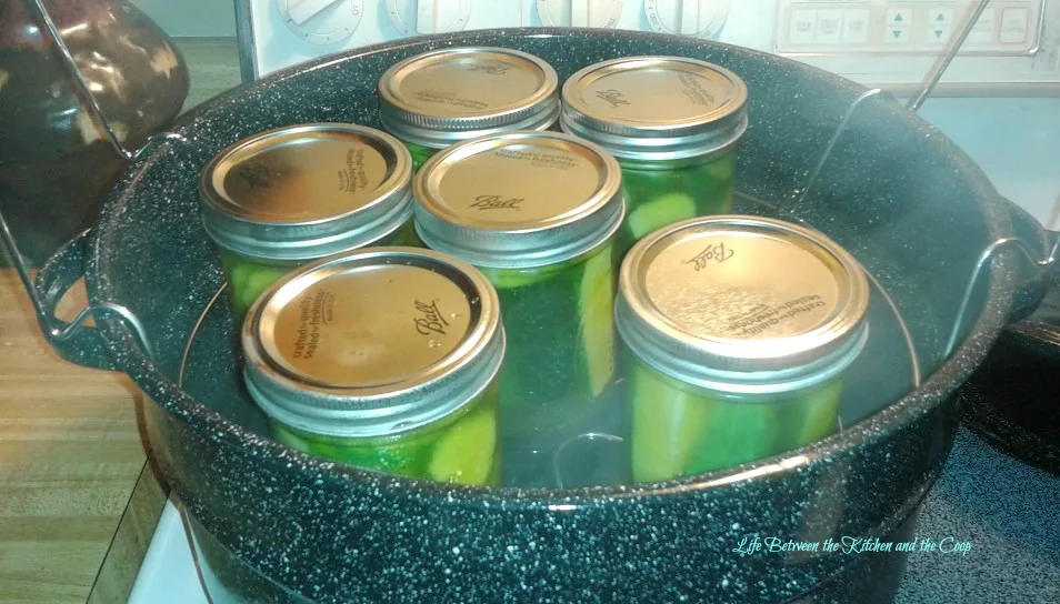 Hot Water Canning Pickles, Cucumbers Grown in Garden