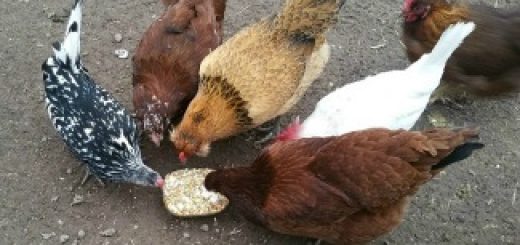 chicken treats