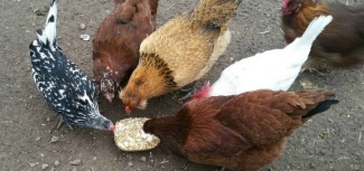 chicken treats