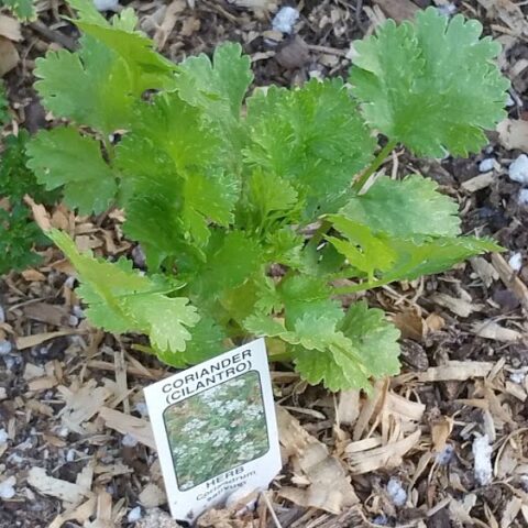 harvest cilantro