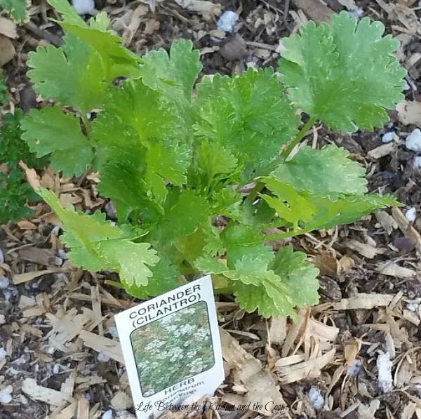 harvesting cilantro, gardening cilantro