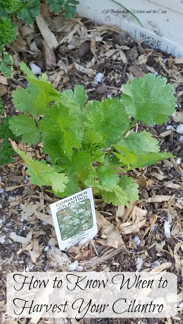 cilantro going to seed