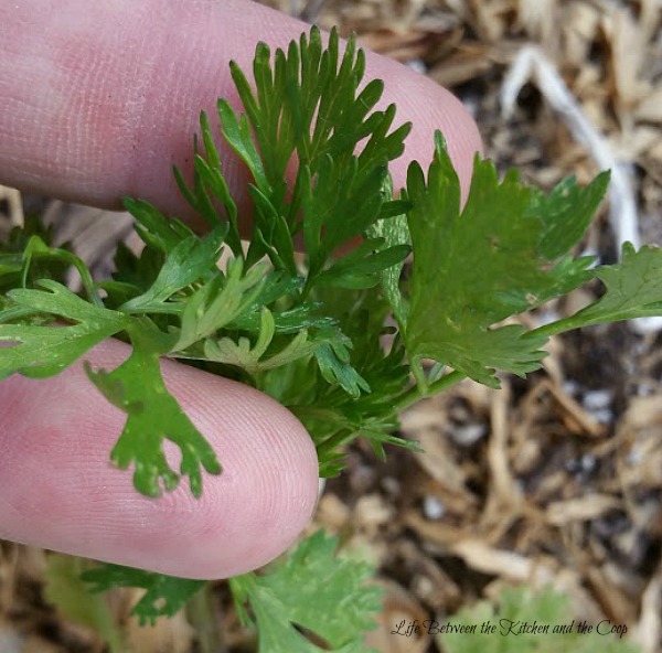 harvesting cilantro,cilantro ready to go to seed-time to pick 