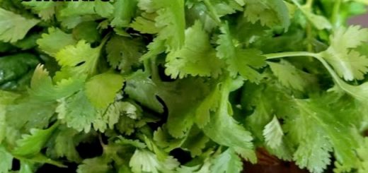 preserving cilantro
