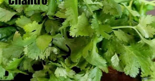 preserving cilantro