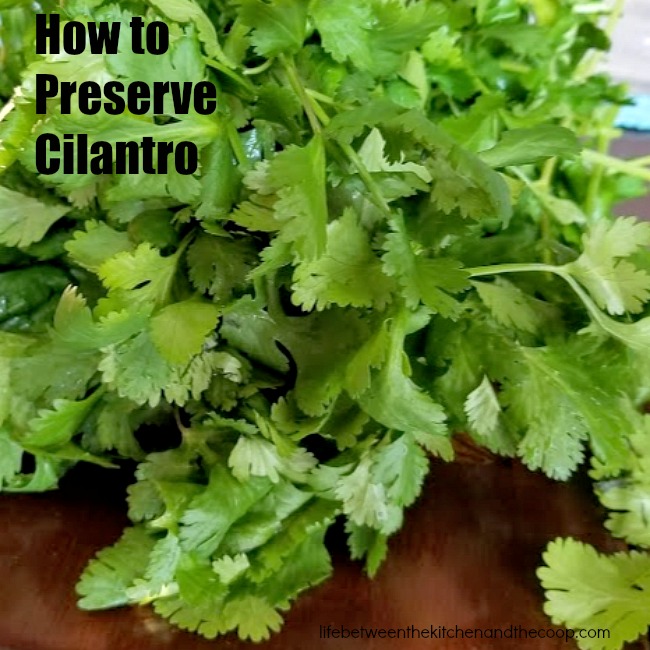 preserving cilantro