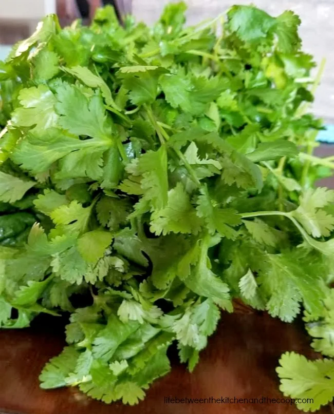 preserve cilantro