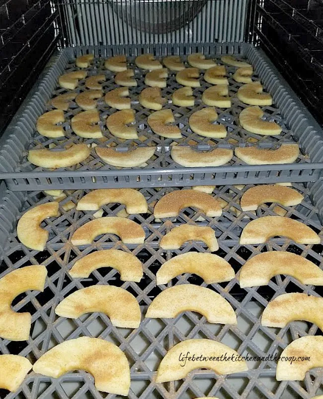 dehydrating apples