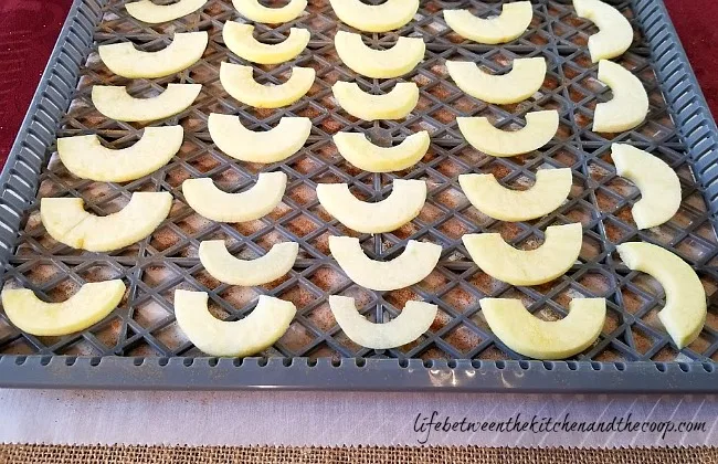 dehydrating apples