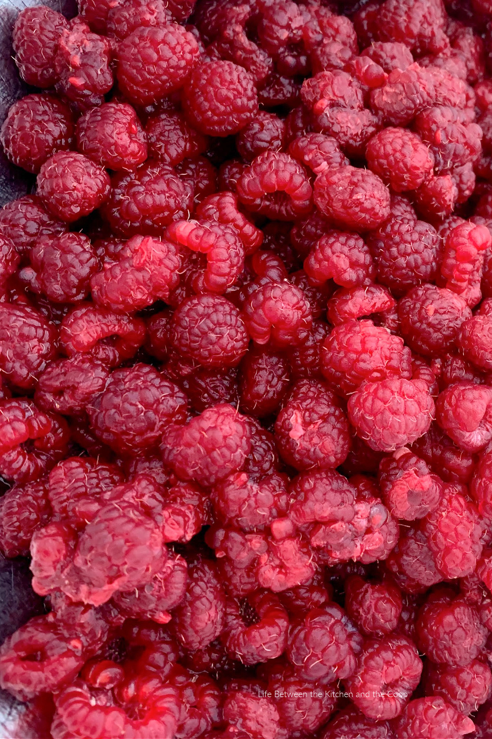 Dehyderated Raspberry How to Make Dehydrated Raspberries for Food Storage – Life Between the ...