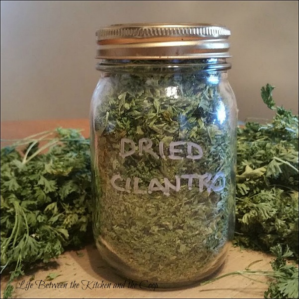 How to Preserve Cilantro from Your Garden