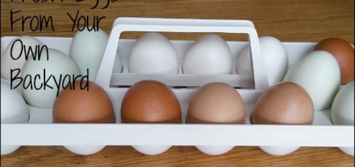 backyard chickens, eggs, emergency preparedness, organic eggs