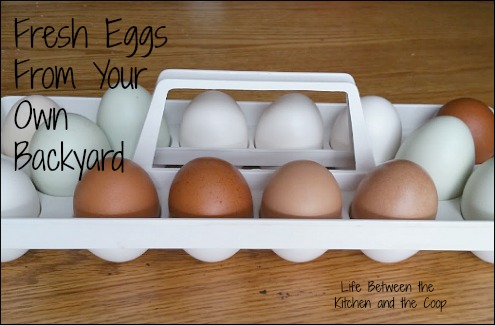 backyard chickens, eggs, emergency preparedness, organic eggs