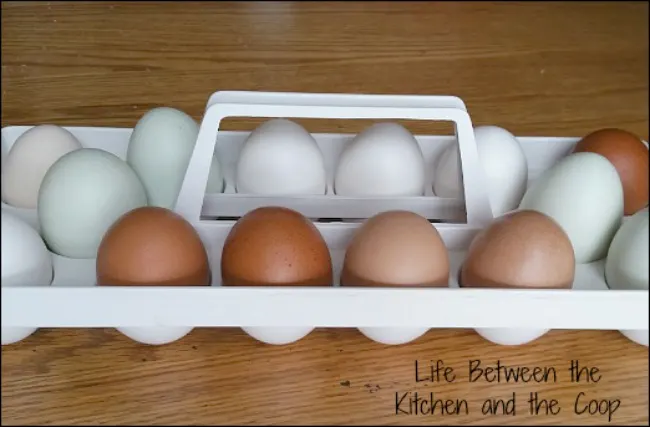 backyard chicken eggs, organic eggs, emergency preparedness