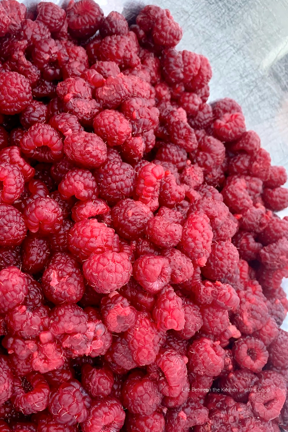 dehydrating fresh raspberries for food storage